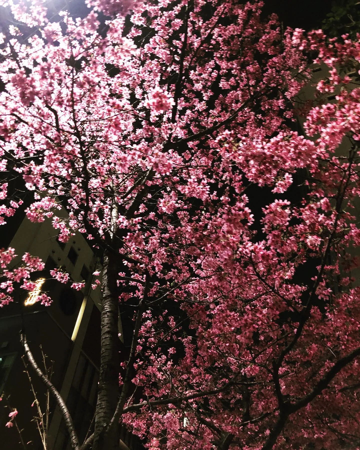 夜桜　日本橋